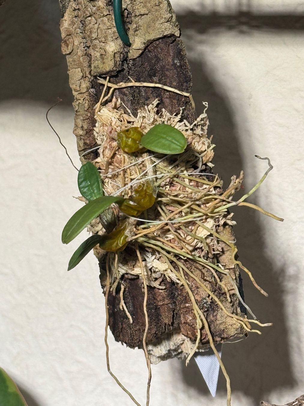 Pflanzen & Samen: Bulbophyllum frostii – Gebraucht aus Männedorf von mrclst 2