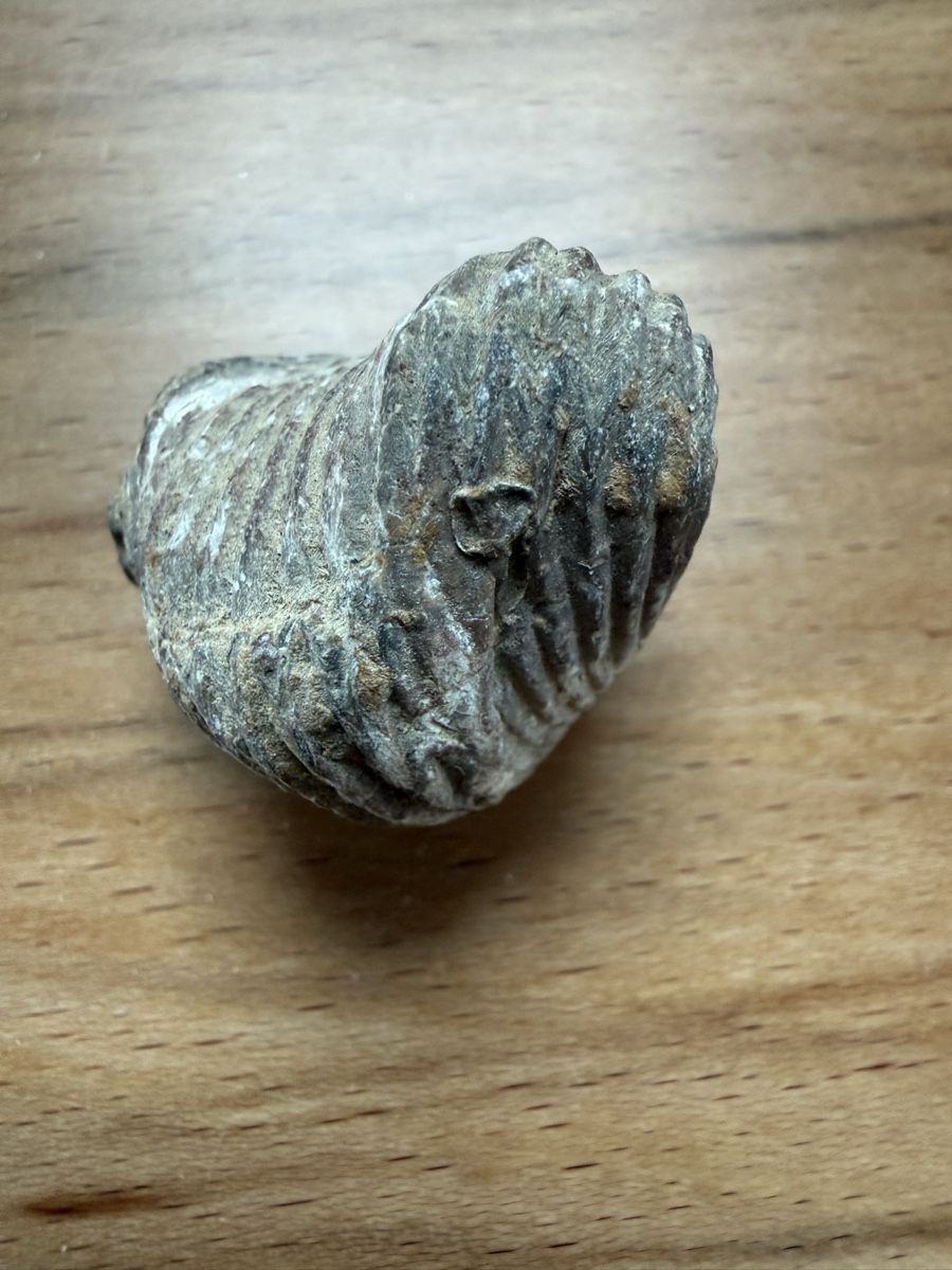 Fossili: fossiler Brachiopode – Usato da Grenchen venduto da Bastet007
