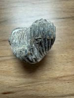 fossiler Brachiopode