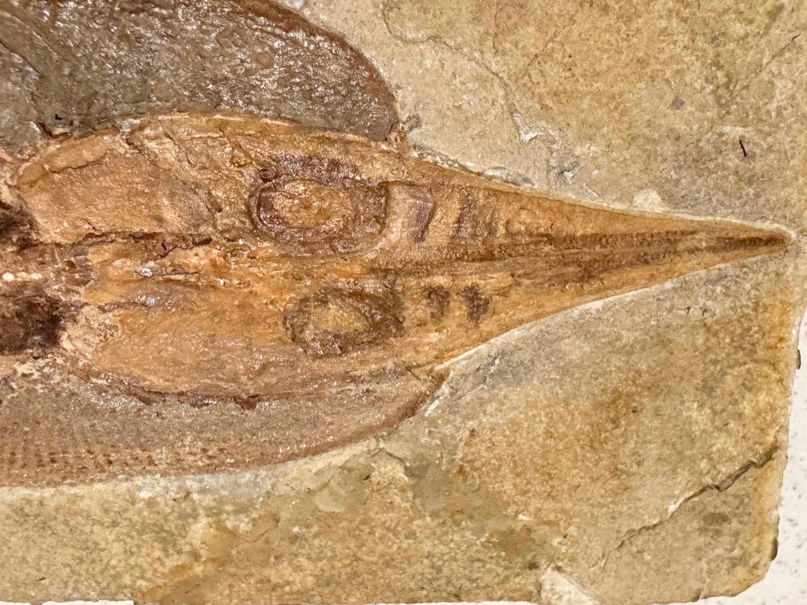 Fossili: Fossil - Rinobatus maronita – Usato da Biel/Bienne venduto da nimmes 4