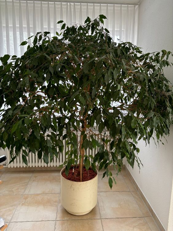 Pflanze Ficus Benjamina zu verkaufen Kaufen auf Ricardo