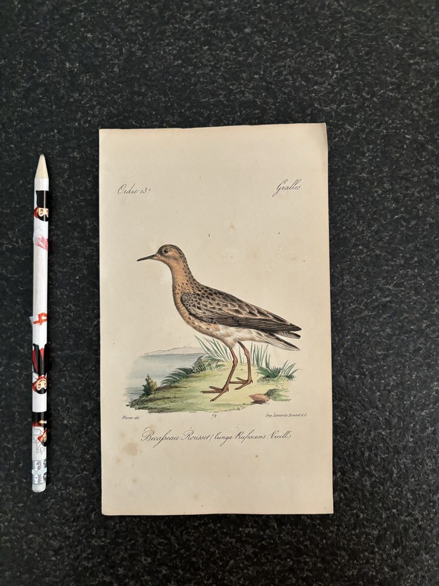 Incisioni: 4 gravures d'oiseaux anciennes et délicates, Werner – Usato da Pâquier-Montbarry venduto da ByAnticAlex 4