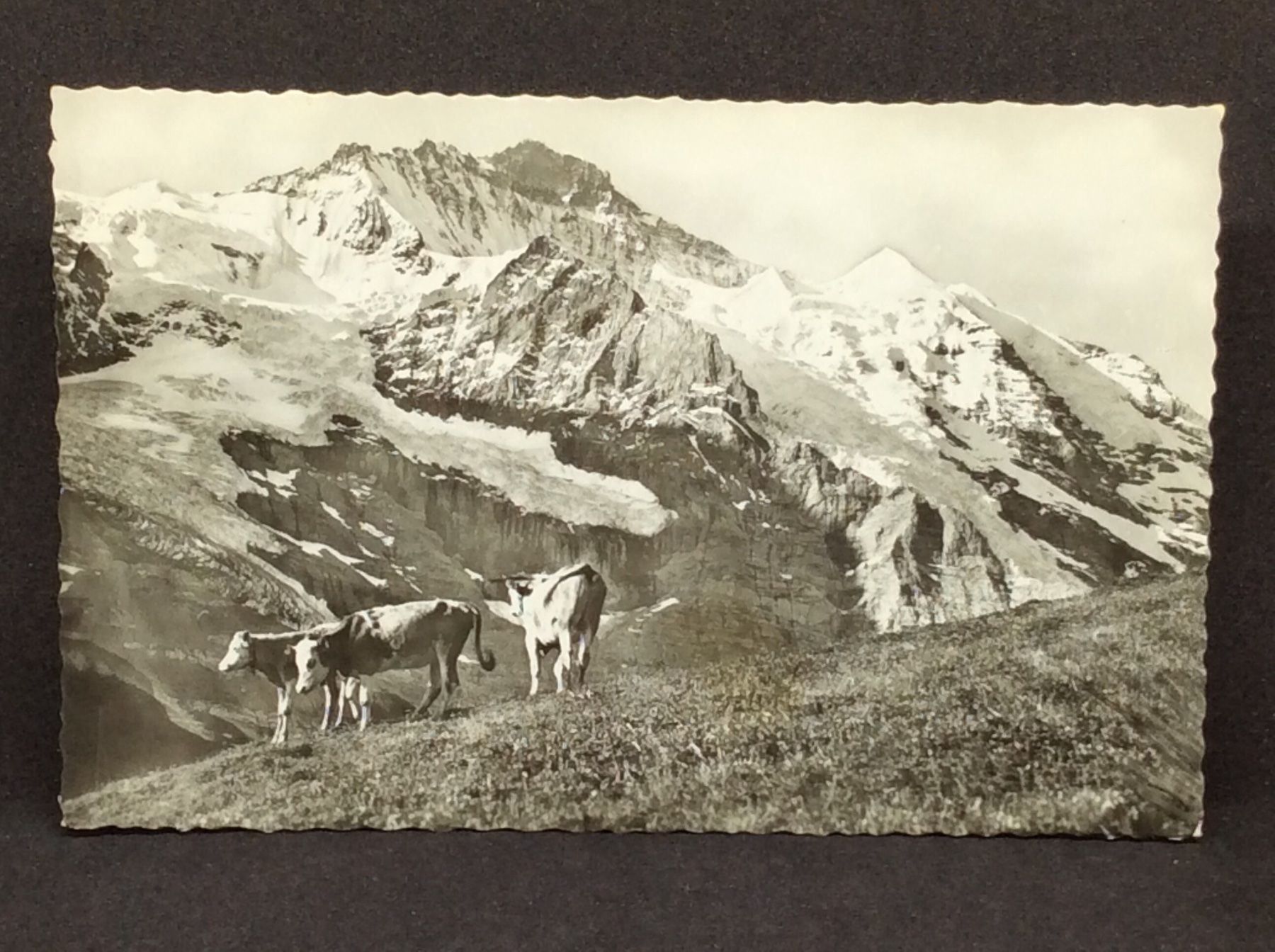 Cartes postales: Jungfrau / Kl. Scheidegg – D'occasion à Widnau par Brusi9