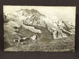 Jungfrau / Kl. Scheidegg