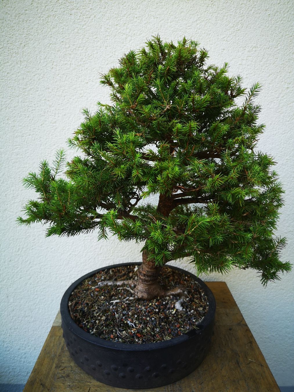 Plantes & graines: Bonsai Fichte – D'occasion à Tüscherz-Alfermée par airmax05