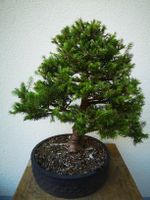 Bonsai Fichte