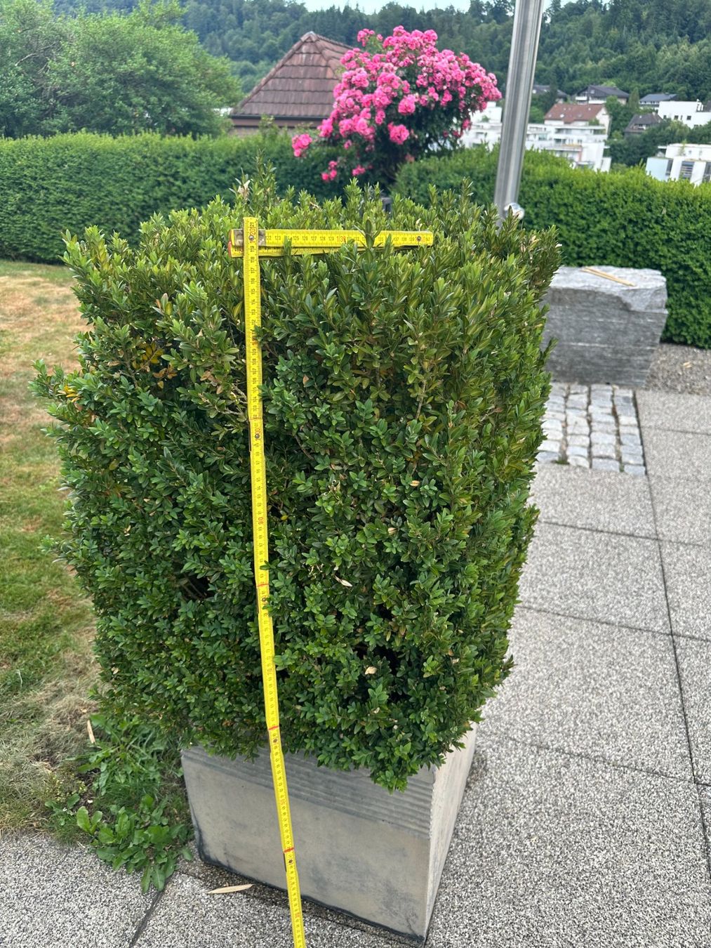 Piante & sementi: Buchsbaum im Topf – Usato da Oftringen venduto da umara