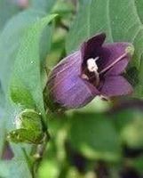 Atropa Belladonna! PLANTE MEDICINAL 15g