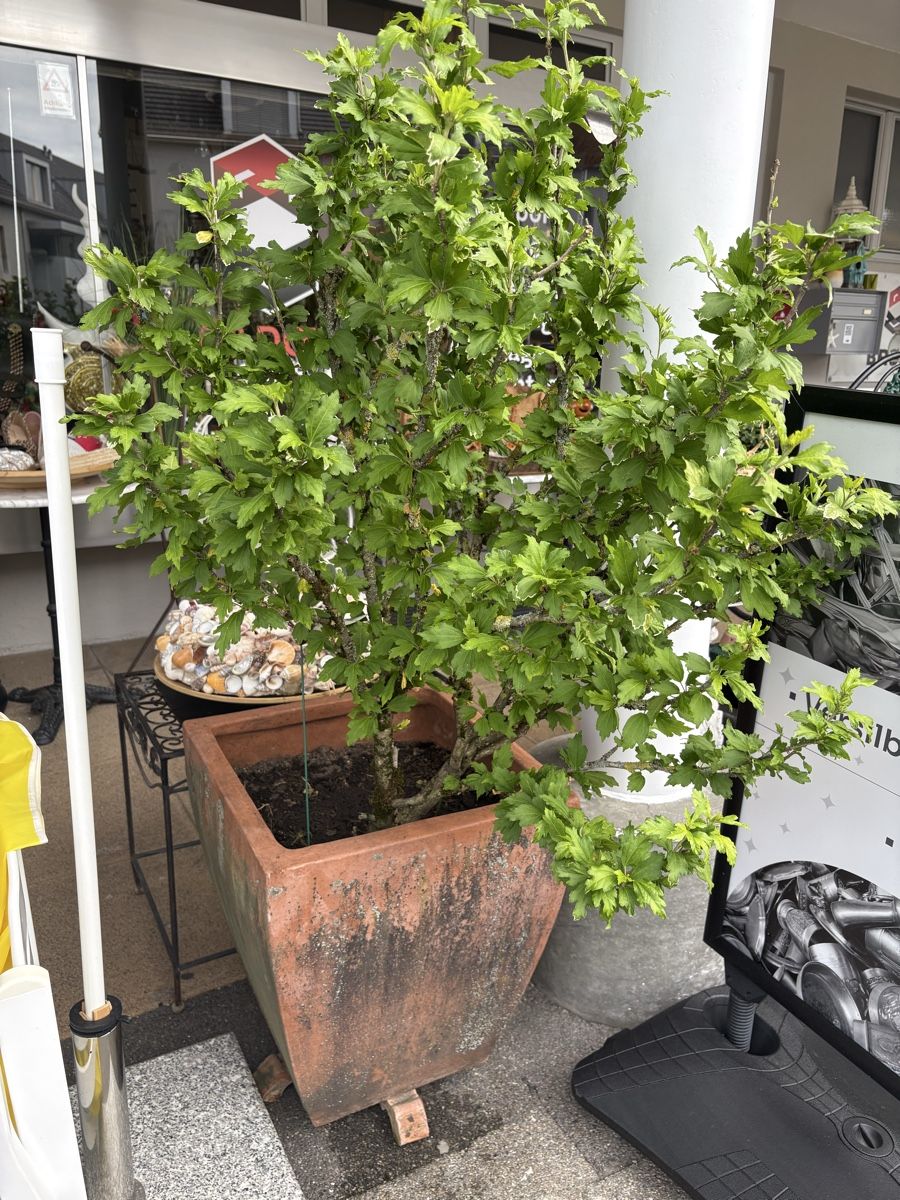 Piante & sementi: Schöne grosse Hibiskuspflanze  – Usato da Uster venduto da upanddown23