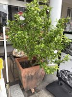 Schöne grosse Hibiskuspflanze 