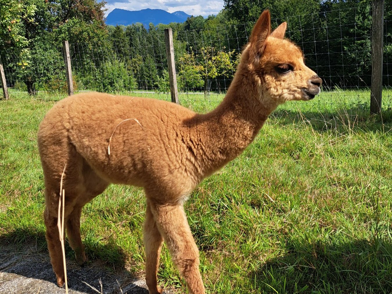Wolle: Baby-Alpaka Rohwolle – Neu (gemäss Beschreibung) aus Rothenburg von mitri 2