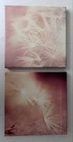Wandbild Set 2er Set Pusteblume 30x30cm