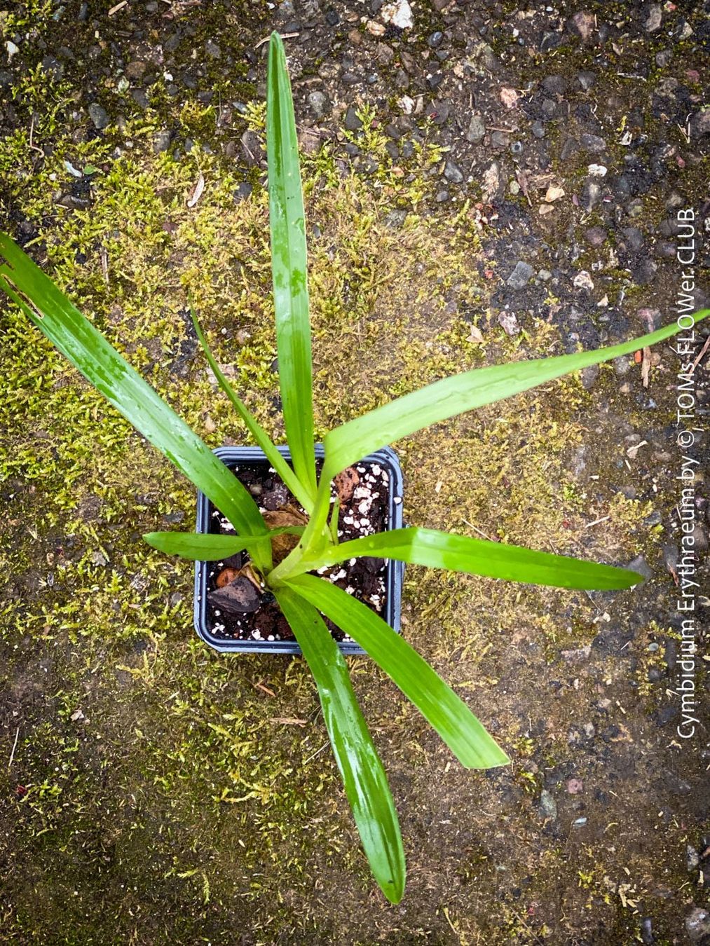 Piante & sementi: Cymbidium Erythraeum - seltene, duftende Orchidee – Nuovo e nell'imballaggio originale da Adliswil venduto da TAKEYOURPLANT 1