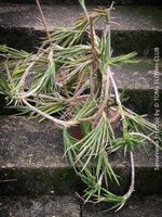 Sansevieria Francisii - einzigartig schön - oder?