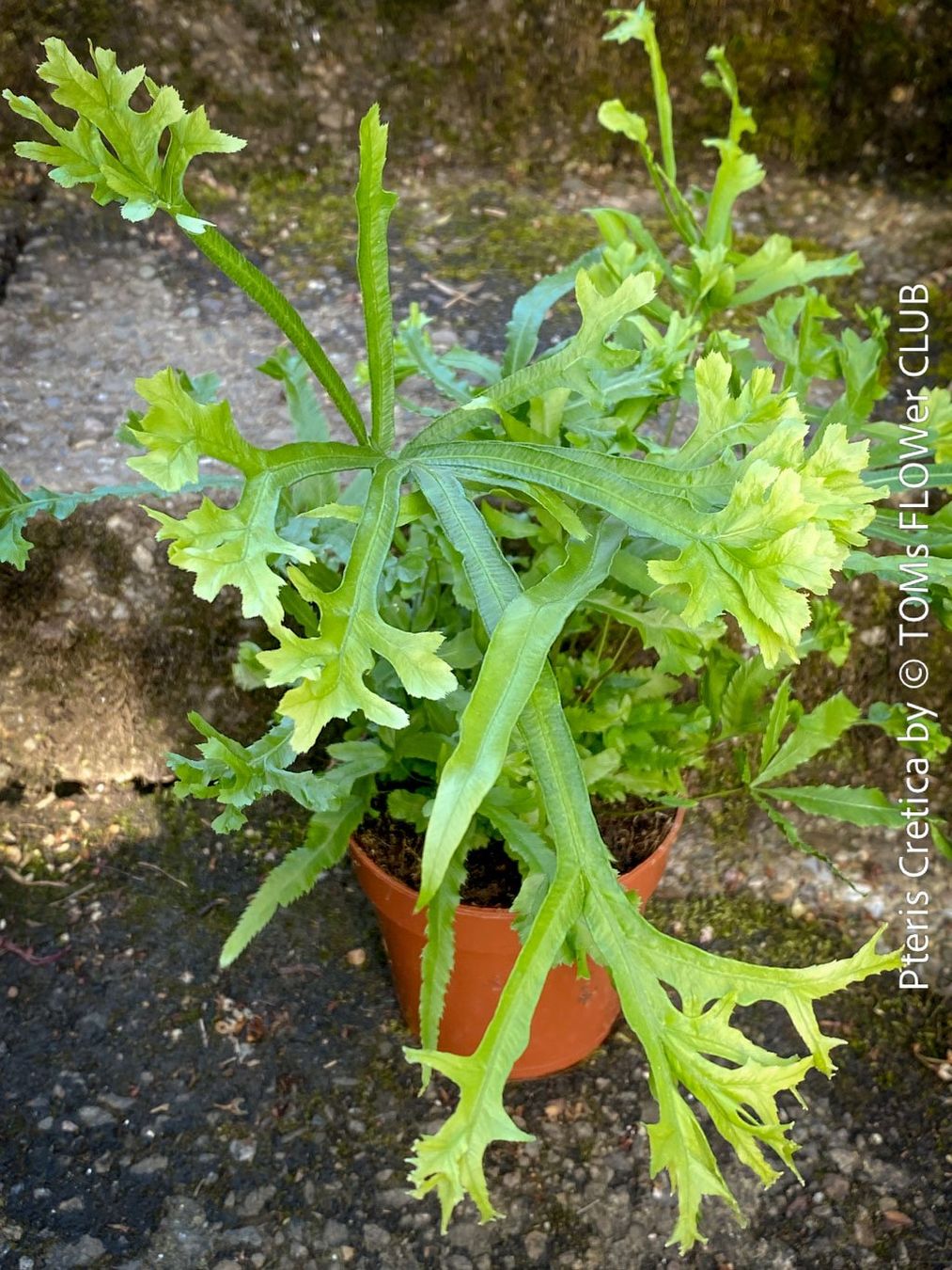 Piante & sementi: Pteris Cretica - Eleganter Zimmerfarn – Nuovo e nell'imballaggio originale da Adliswil venduto da TAKEYOURPLANT 4