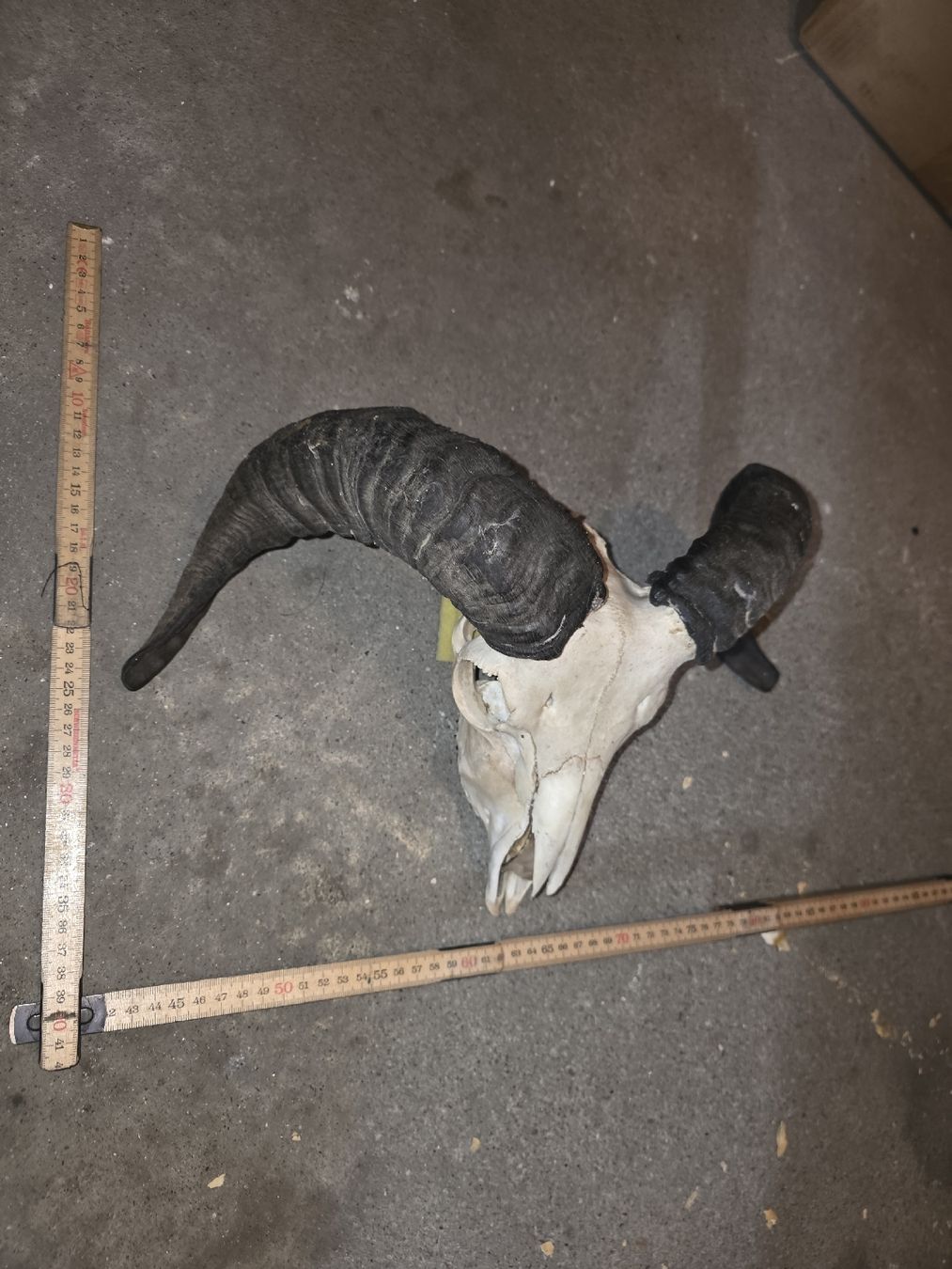 Il mondo degli animali: Widder Schädel – Usato da Hasle LU venduto da Auctions_Hunters 2