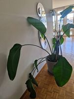 Grande Strelitzia nicolai avec grand pot gris