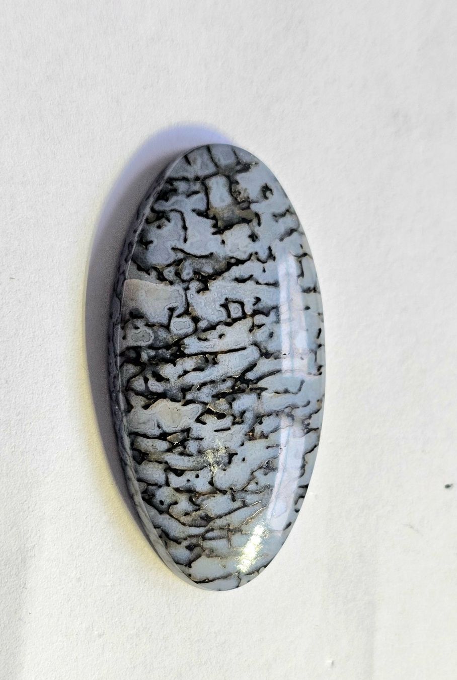 Fossili: Versteinerter Saurierknochen; Cabochon; 32.8 ct. – Nuovo (secondo la descrizione) da Horgen venduto da Agopton