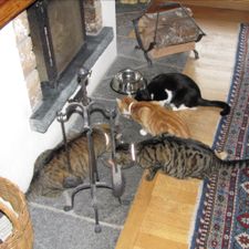 Profile image of 99katzen