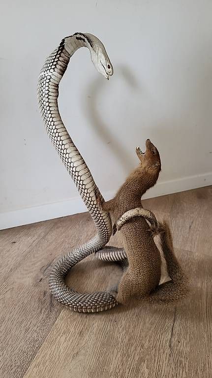 Il mondo degli animali: Combat Mangouste et cobra naturalisés – Usato da Trélex venduto da emm_rz7g 1