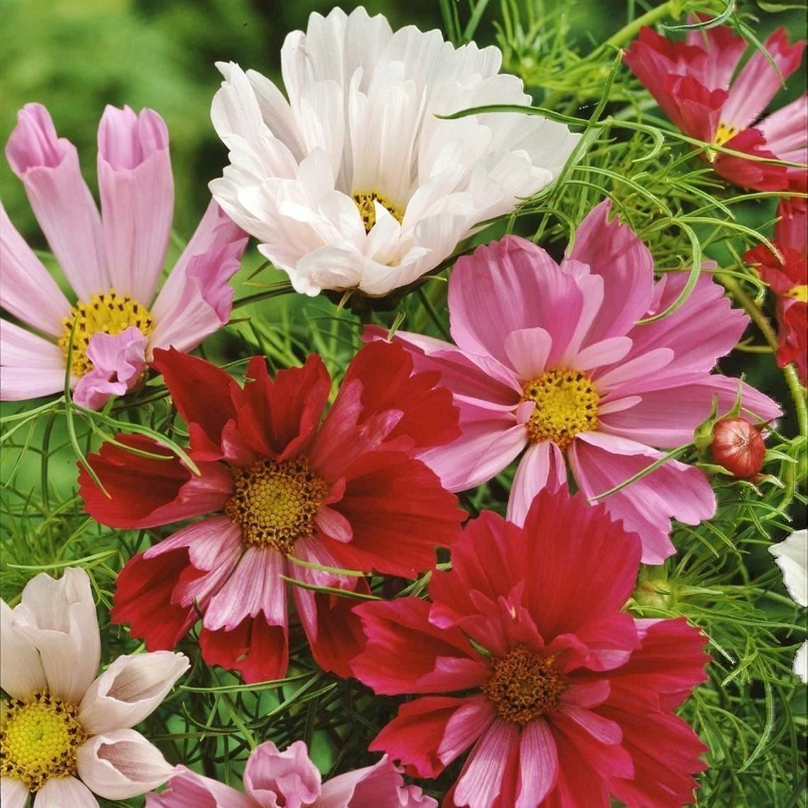 Piante & sementi: 100 Samen Cosmea SEA SHELLS Schmuckkörbchen – Nuovo (secondo la descrizione) da Ehrendingen venduto da VerveinaSamen 6