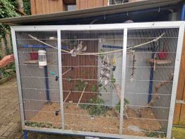 Vogelkäfig inkl. 7 Wellensittiche und 2 Nymphensittiche