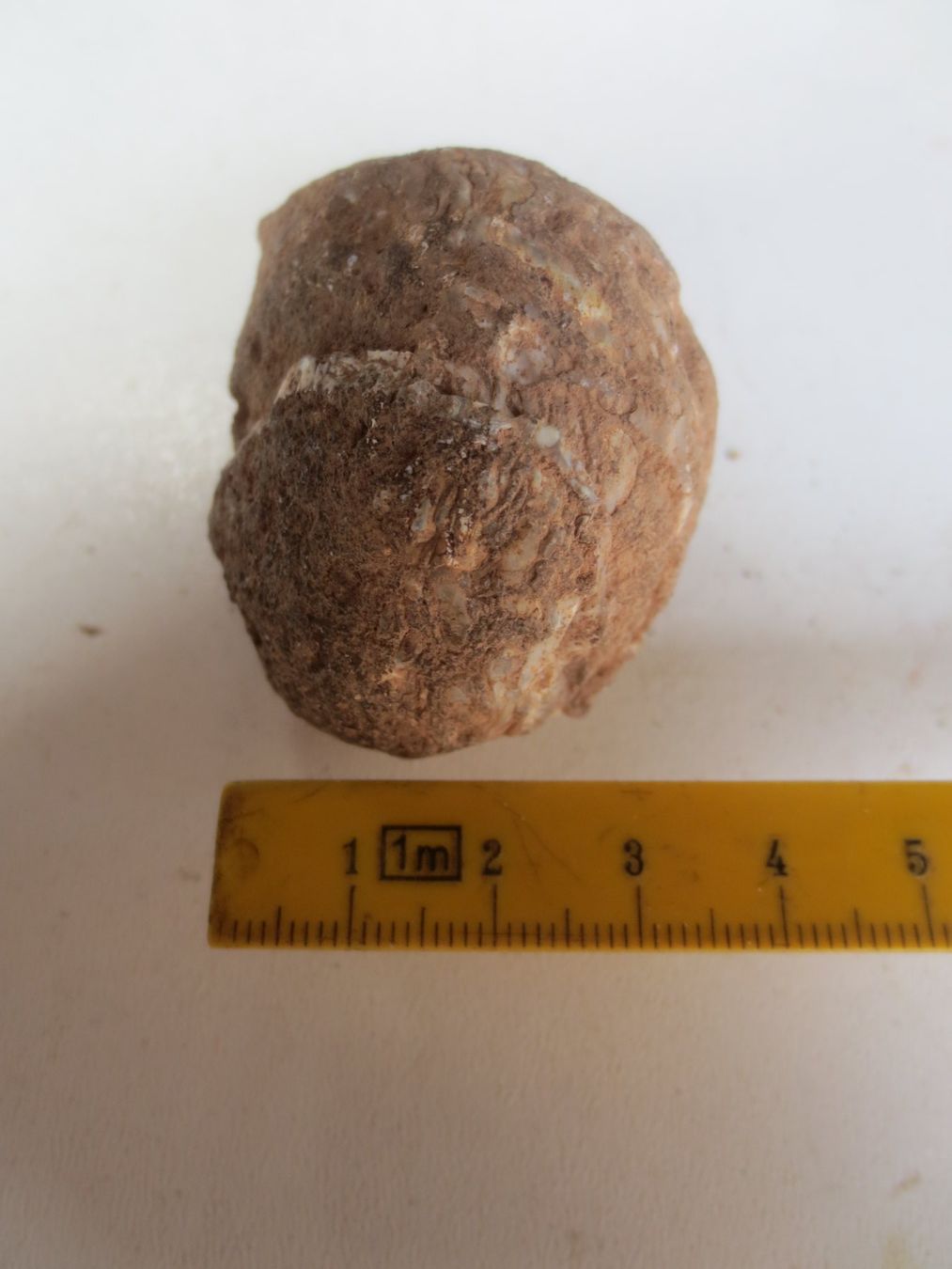 Fossiles: Fossilie – Neuf (Voir description) à Weier im Emmental par waefler03 3