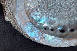 Paua Muschel Schale Seeopal Abalone 15 cm / Gewicht 300 gr.
