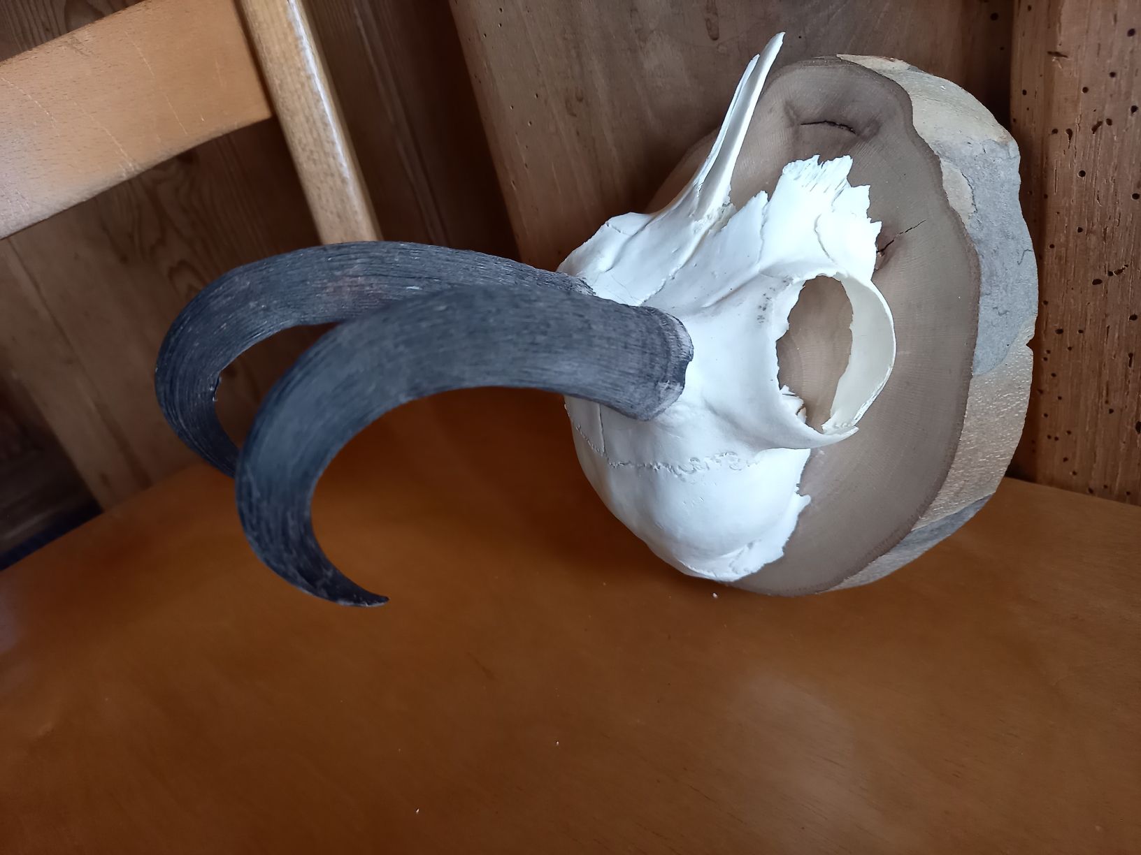 Altre raccolte & rarità: Schöne Gams -  Trophäe auf  Holzsockel – Usato da Galgenen venduto da Allerlei8854 6
