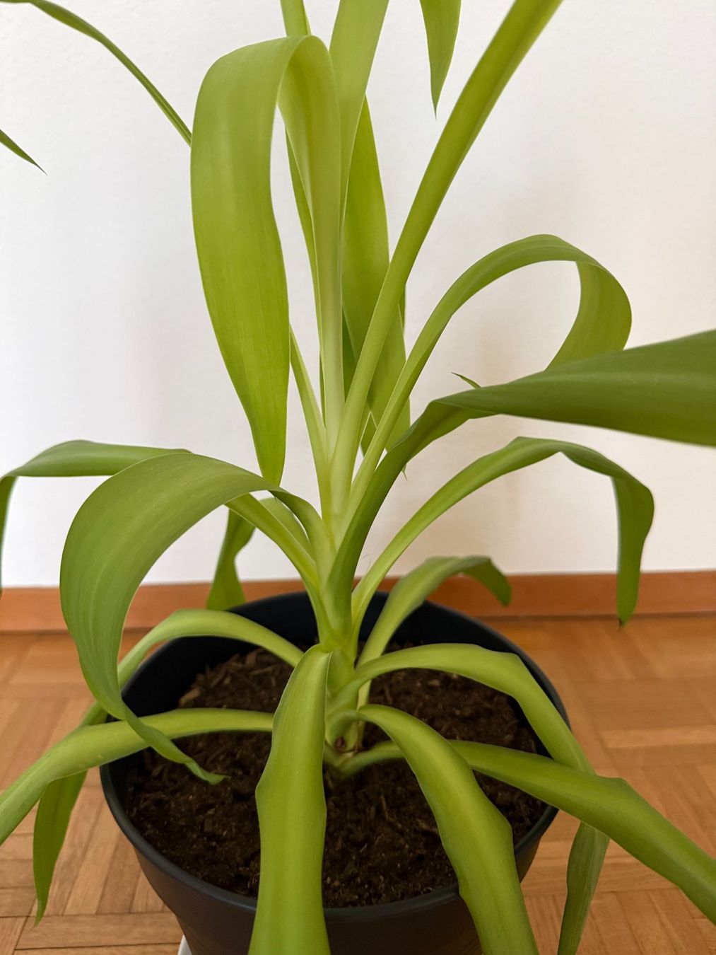 Piante & sementi: Dracaena plant 64cm – Usato da Zürich venduto da mei_wvq7 3