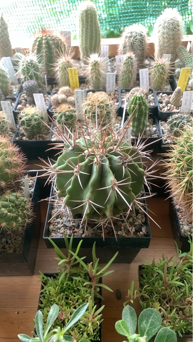 Piante & sementi: Ferocactus echidne v. rhodanthus – Usato da Rorbas venduto da SimS0n 2