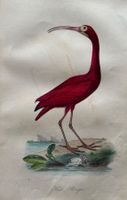 handkolorierter Stahlstich 1843 - Roter Ibis