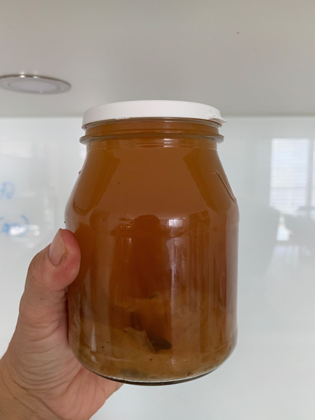 Lebensmittel & Spezialitäten: Kombucha-Pilz Starkerkultur – Neu (gemäss Beschreibung) aus Zürich von Caffeinecat 1