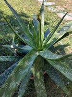 8-jährige Aloe Vera Pflanze zum ernten, mit Babies