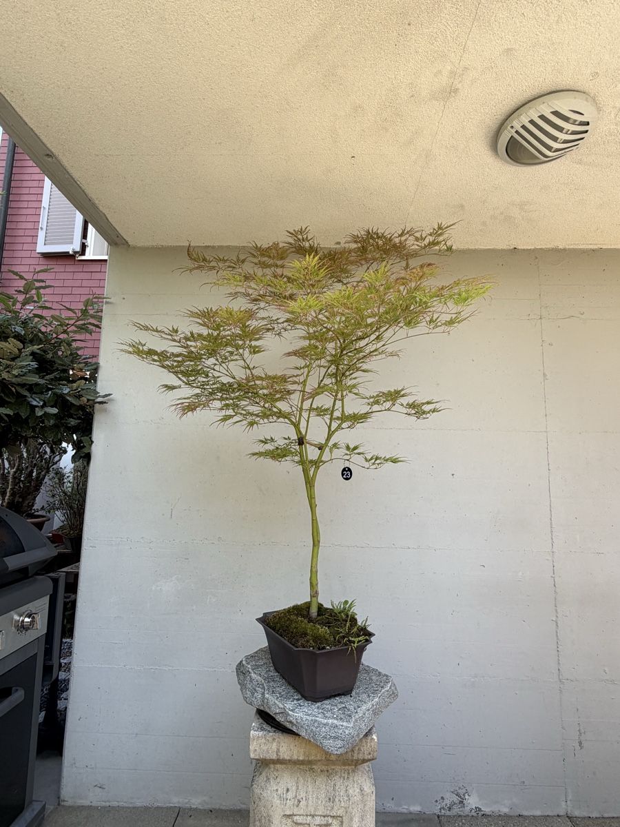 Piante & sementi: Japanischer Schlitzahorn  – Usato da Gossau SG venduto da SolitariusBotanica 1