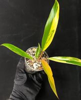 🔥PHILODENDRON CARAMEL MARBLE PREMIUM VARIEGATION TOP OFFER!