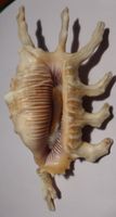 LAMBIS SCORPIUS,-MUSCHEL.-13 CM; SELTENE VARIANTE SEHR GROSS
