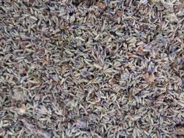 Getrocknete Bio Lavendelblüten 80g, handgezupft