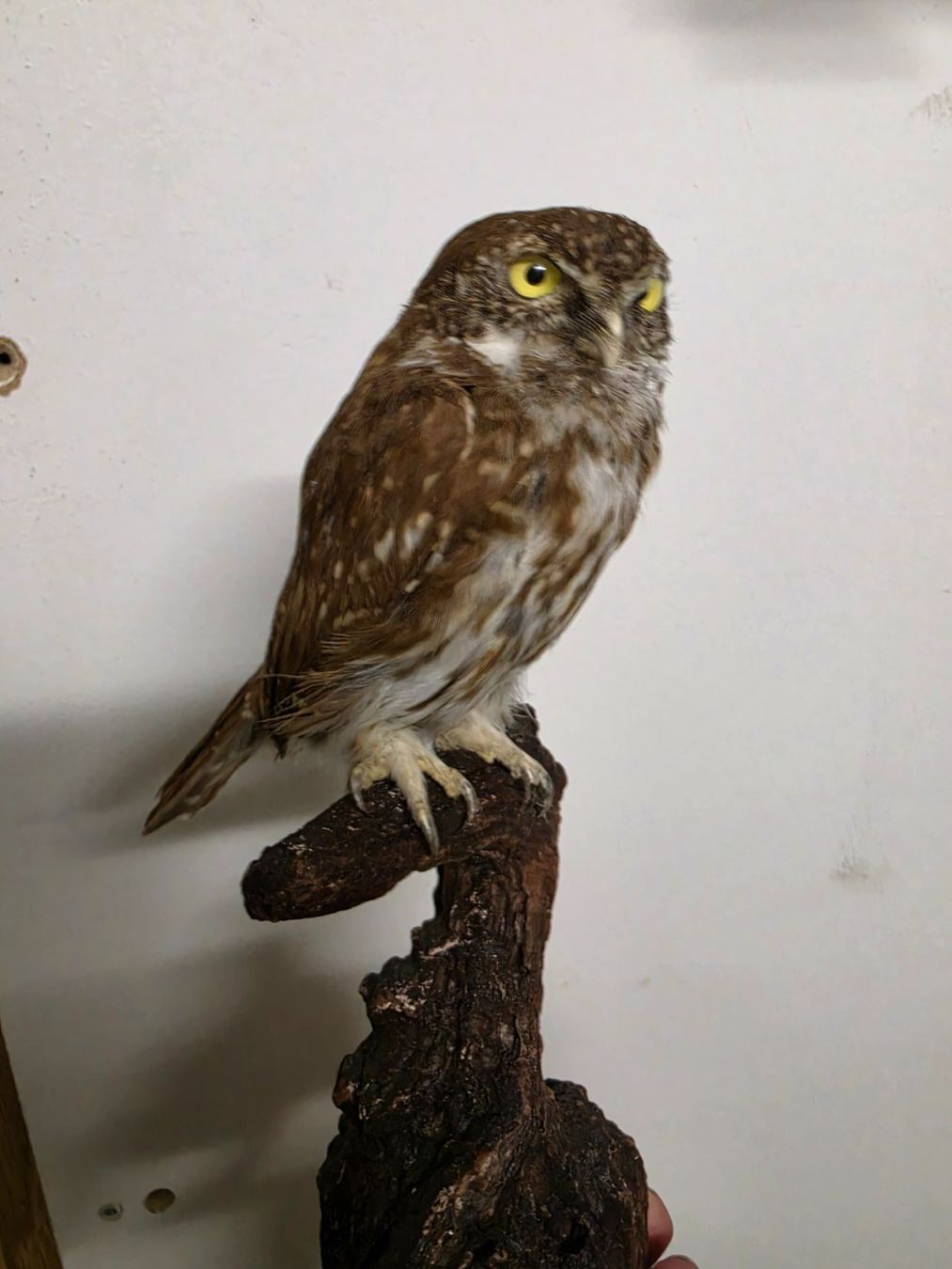 Il mondo degli animali: Präparat Sperlingkauz – Usato da Oberrindal venduto da Ketupu 1