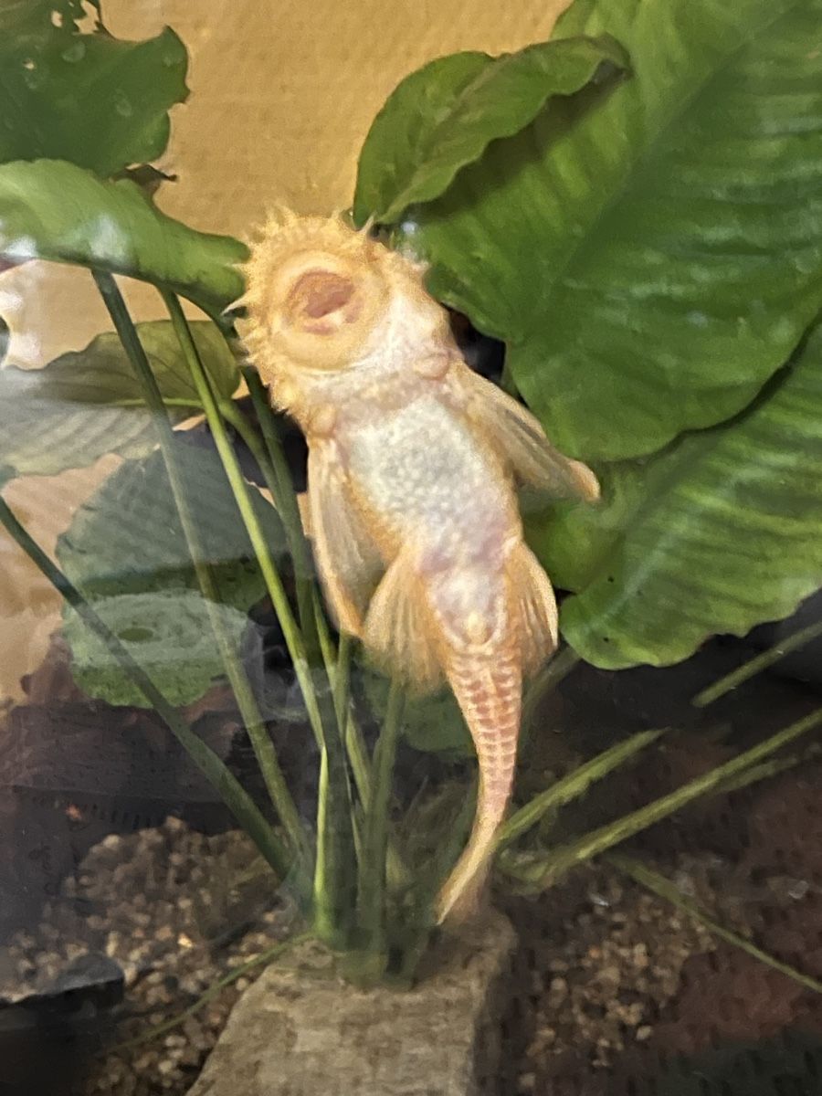 Aquarium: 2 Antennenwelse zu verschenken – Gebraucht aus Trogen von lar_r9jr 2