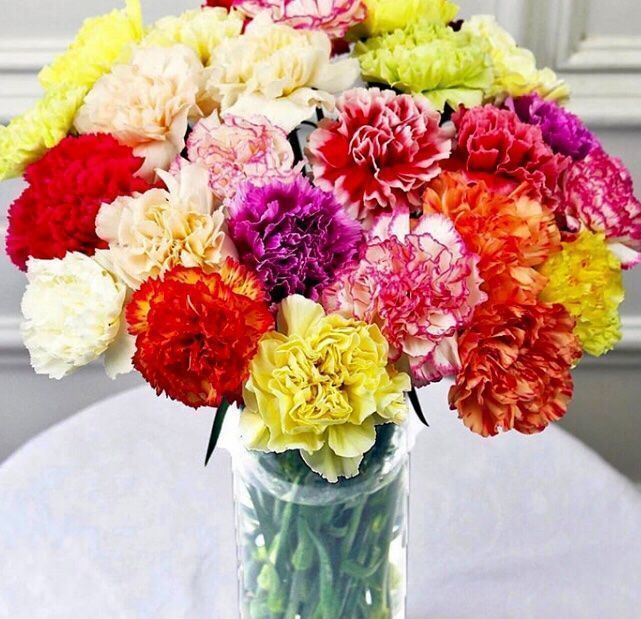 Pflanzen & Samen: 30 Samen DIANTHUS CARYOPHLUS -  Einfache Nelke MIX – Neu und originalverpackt aus Rovio von POSITIFFARTandPLANTS 3