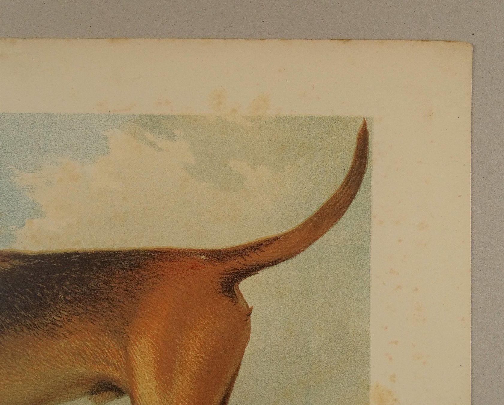 Incisioni: BLOODHOUND, BLUTHUND, FARBLITHOGRAPHIE 1881 – Usato da Grüningen venduto da Kartensammler 5