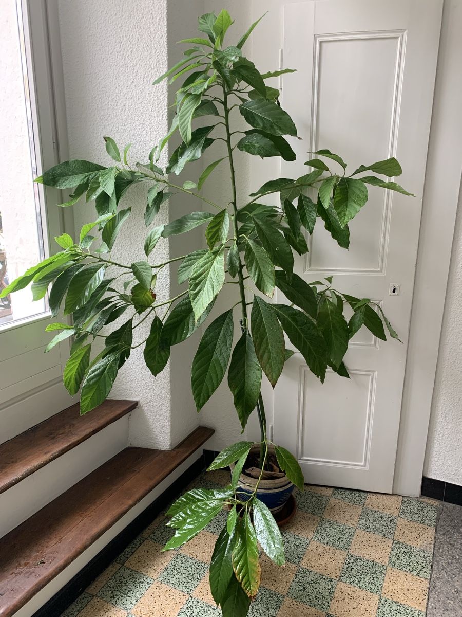 Piante & sementi: Grand avocatier en pot  – Usato da St-Imier venduto da gui_6b6f 1