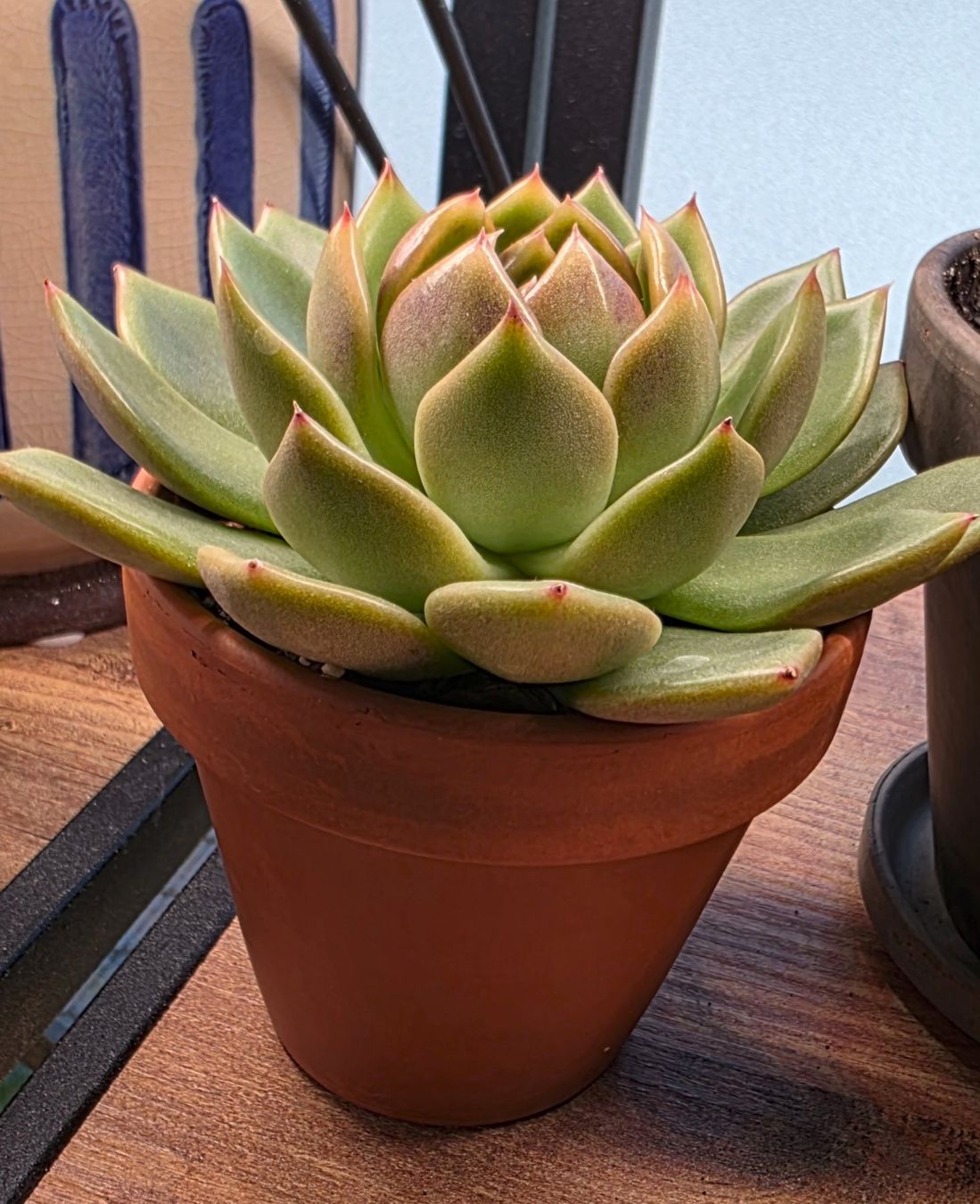 Pflanzen & Samen: Echeveria Charmander – Gebraucht aus Winterthur von jar_w2vp 1