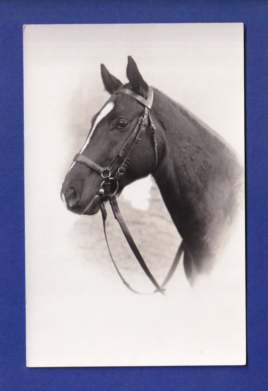 Cartes postales: CHEVAL – D'occasion à Pully par nicecards-shop