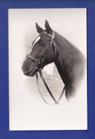 CHEVAL