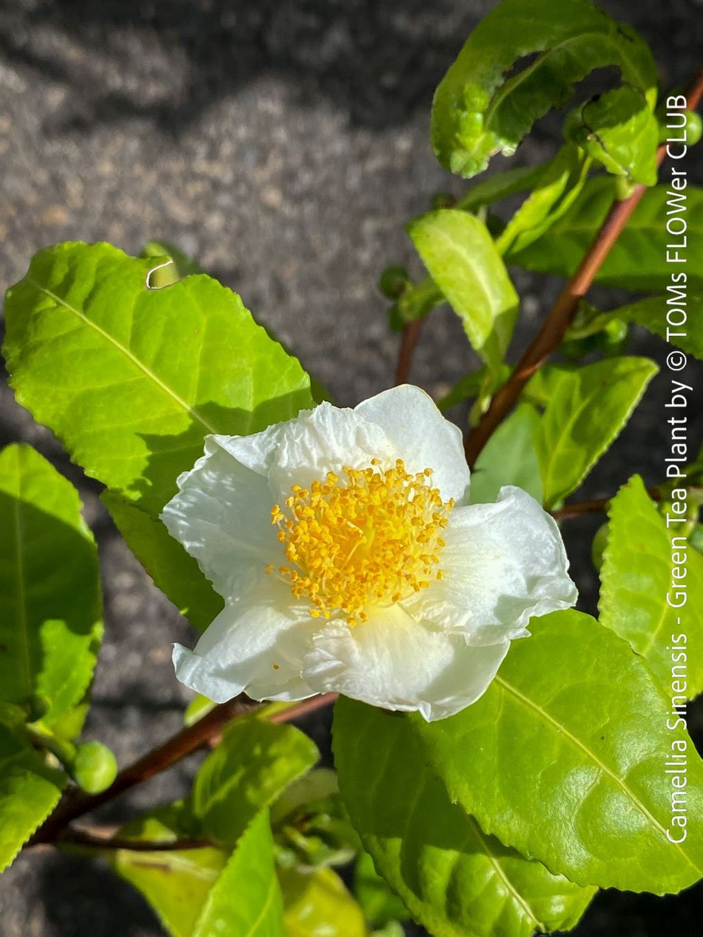 Piante & sementi: Camellia Sinensis - Teepflanze – Nuovo e nell'imballaggio originale da Adliswil venduto da astom369