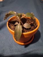 Brutblatt (Kalanchoe daigremontiana)