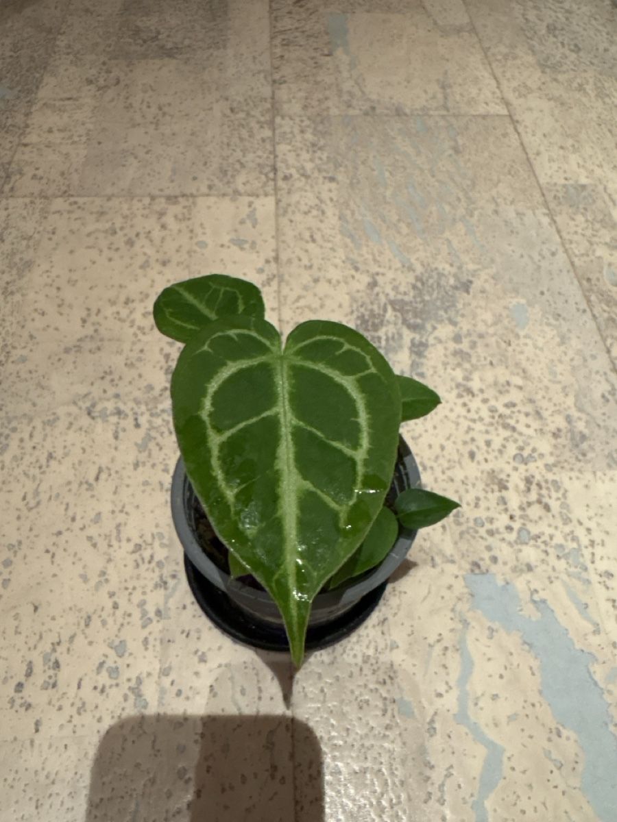 Piante & sementi: Anthurium Hybrid  – Usato da Niederbüren venduto da Monde09