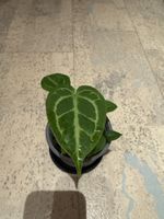 Anthurium Hybrid 